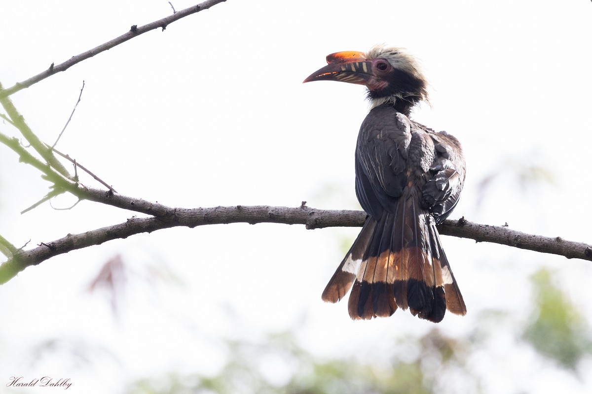 Luzon Hornbill - ML612819732