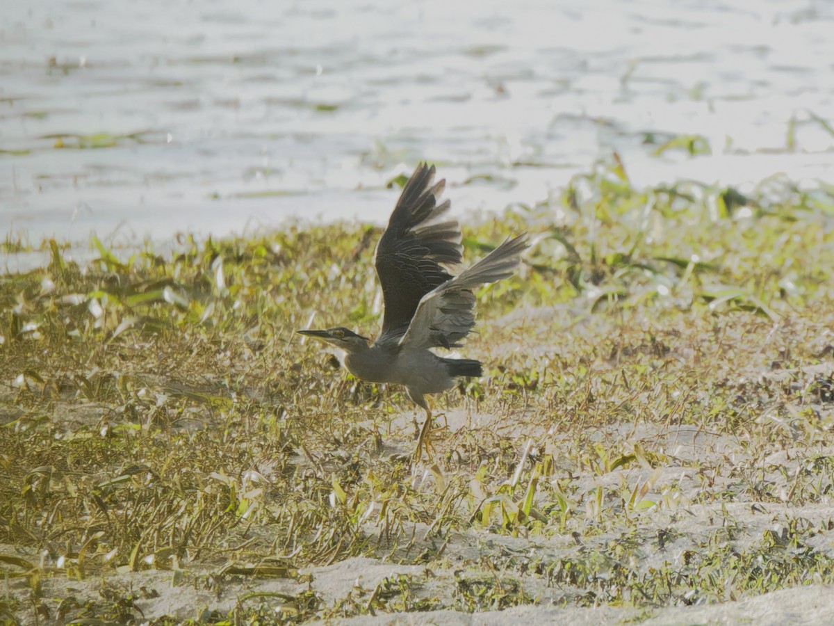 Striated Heron - ML612819735