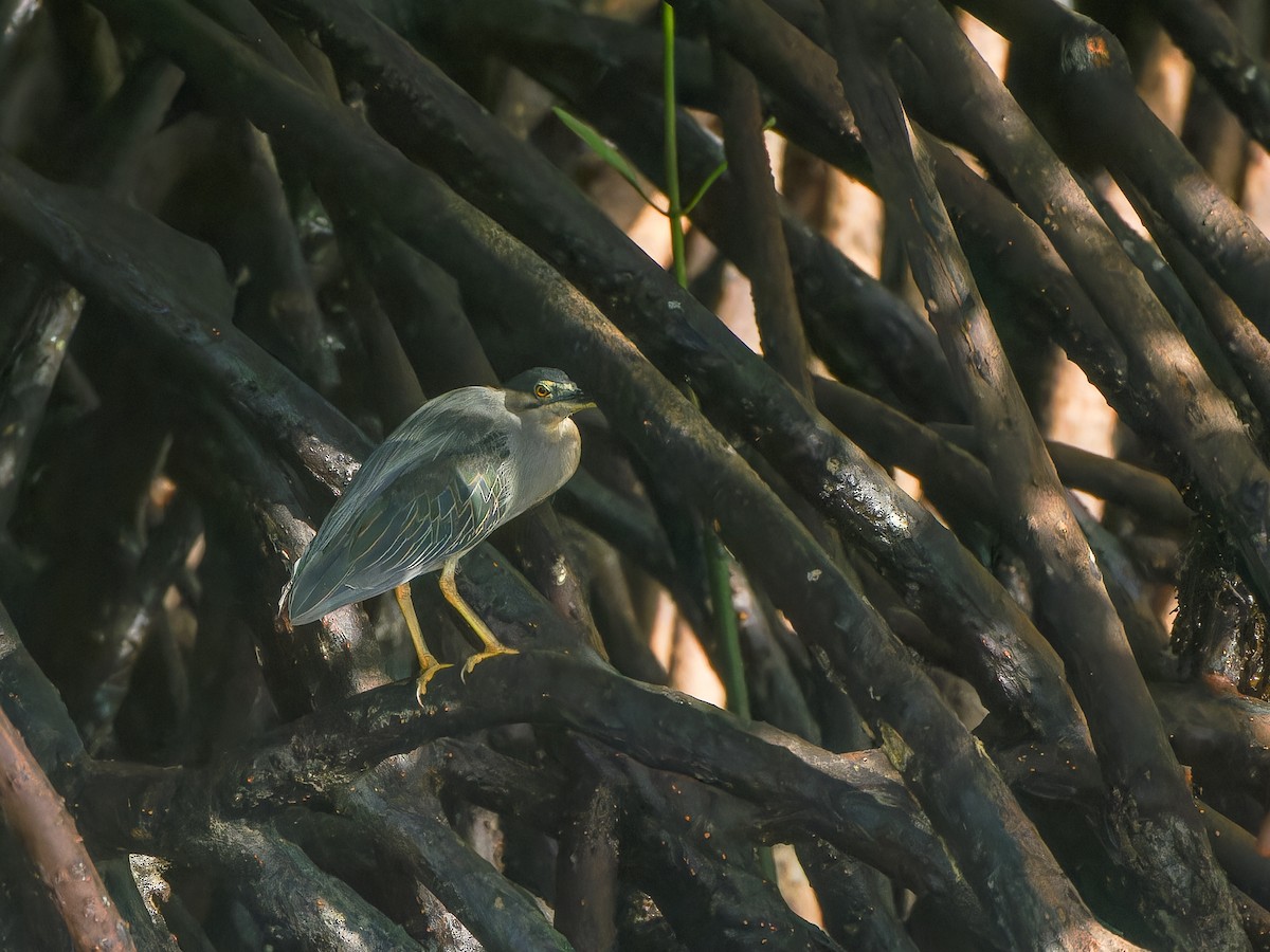 Striated Heron - ML612819736