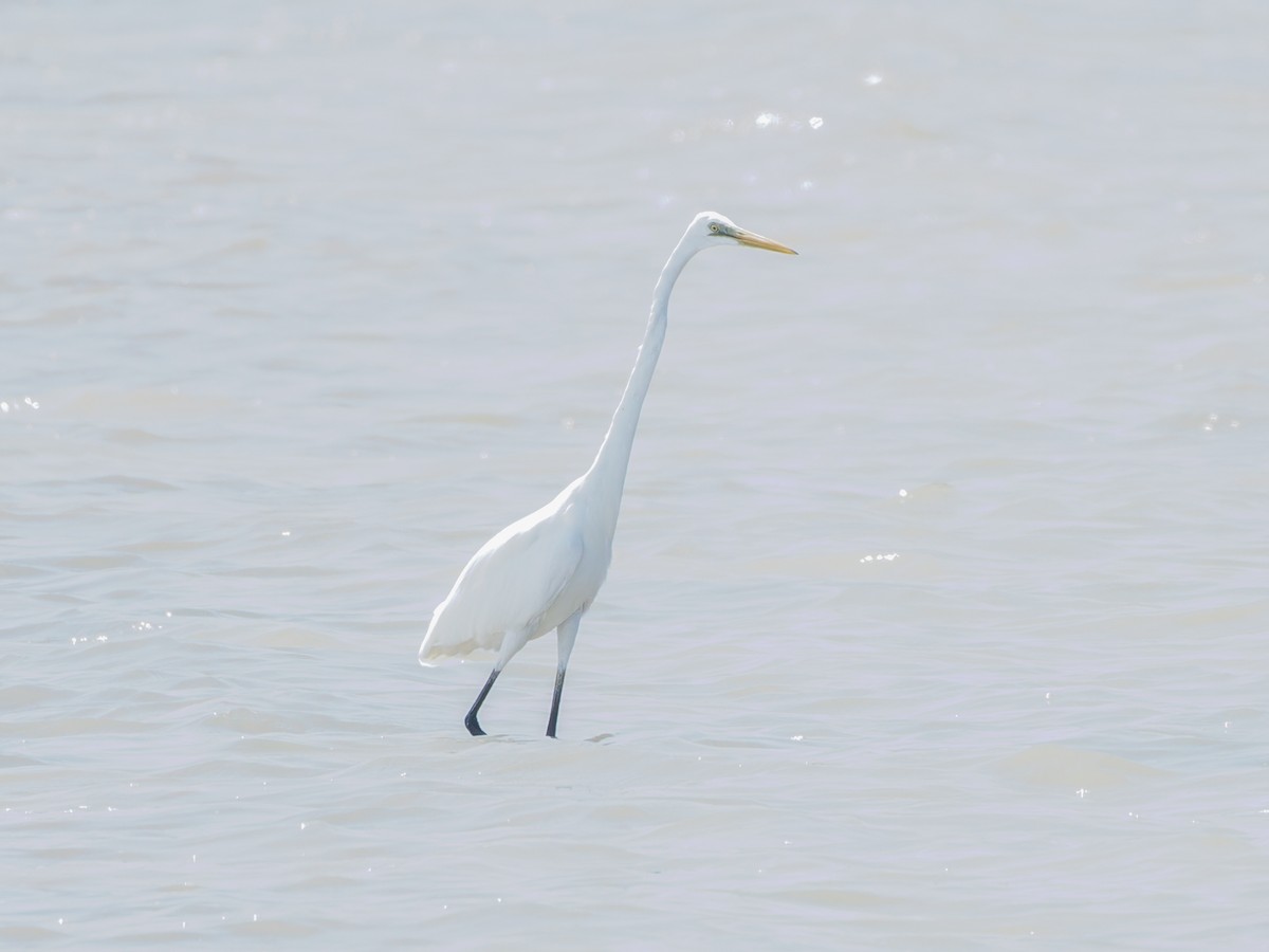 Medium Egret - Justine Albao