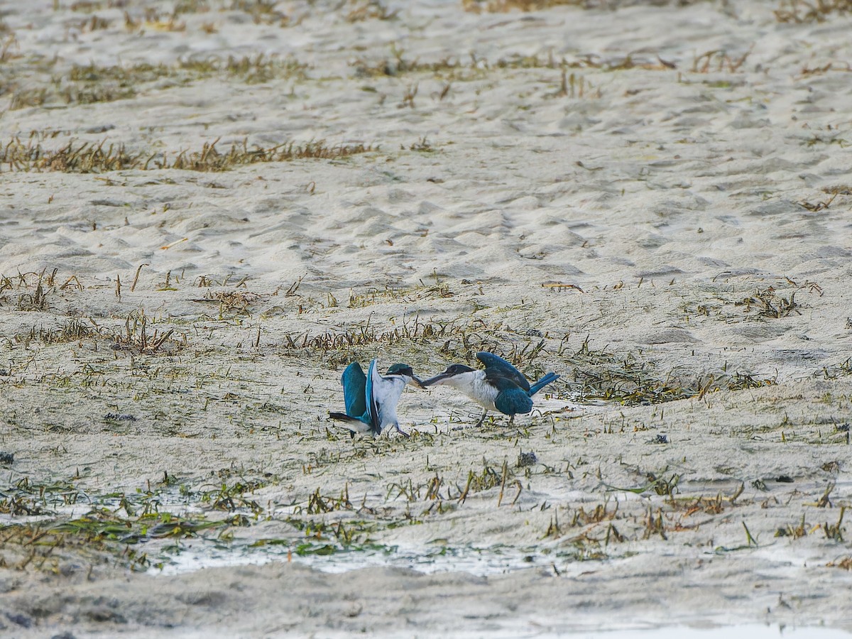 Collared Kingfisher - ML612819740