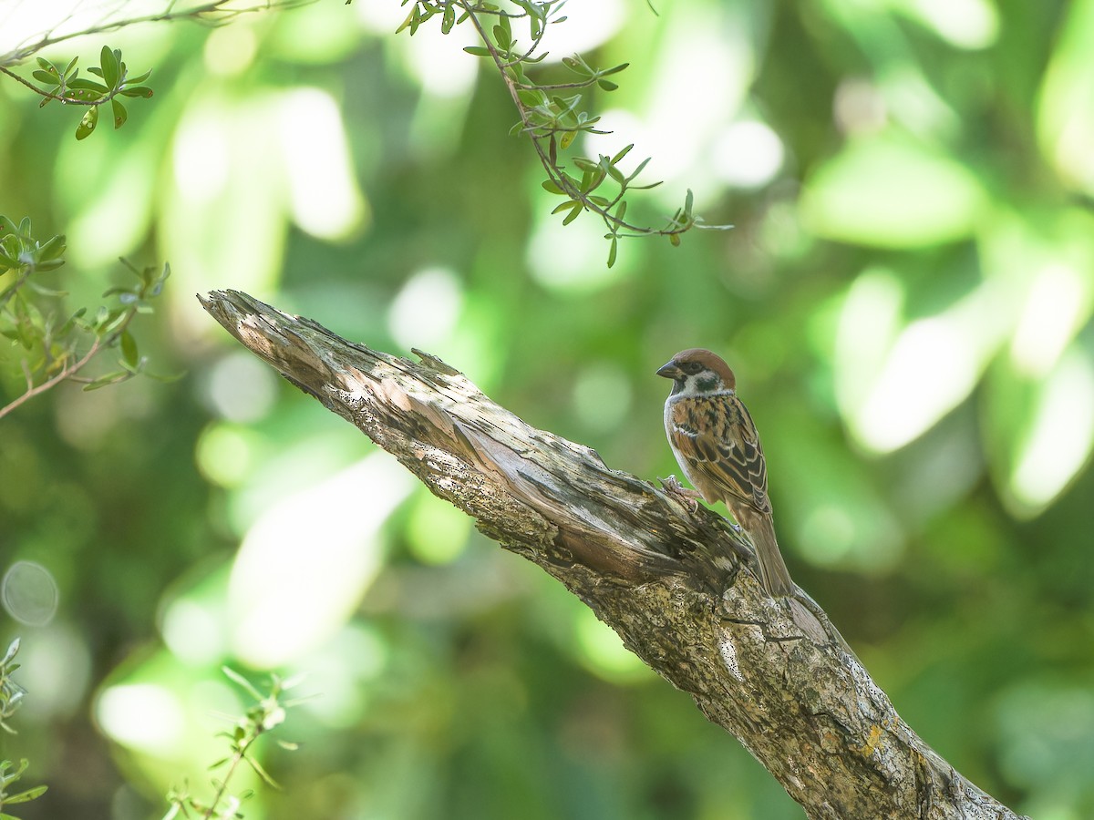 Eurasian Tree Sparrow - ML612819750