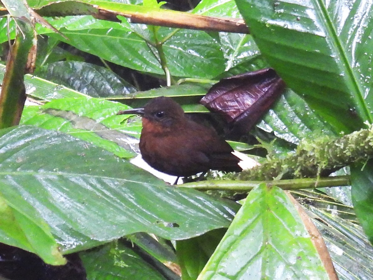 South American Leaftosser (Dusky) - Tor Svanoe