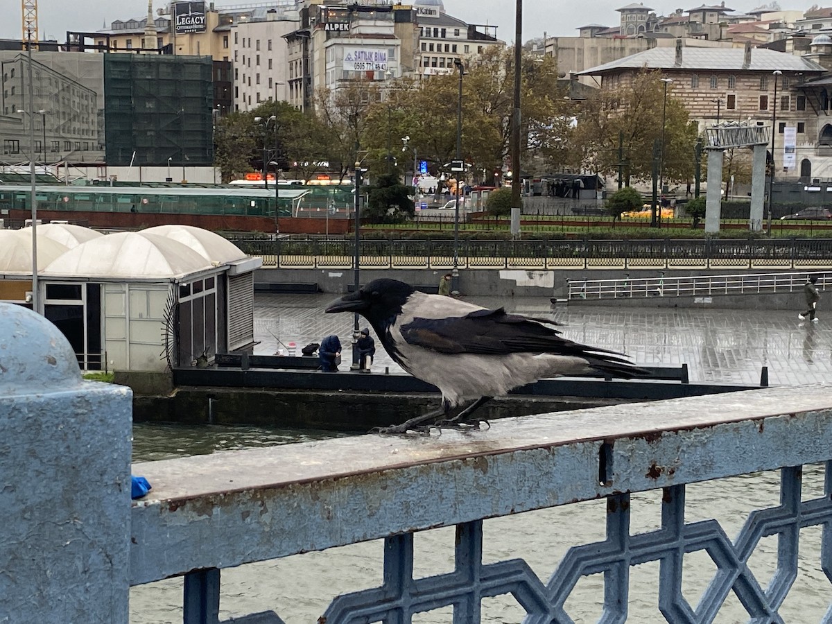 Hooded Crow - ML612819761