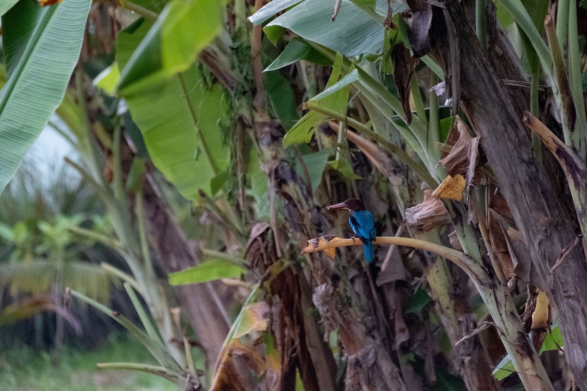 White-throated Kingfisher - Aliaksei Brouka