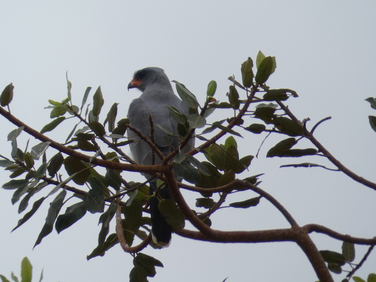 Dark Chanting-Goshawk - Cathryn Pritchard