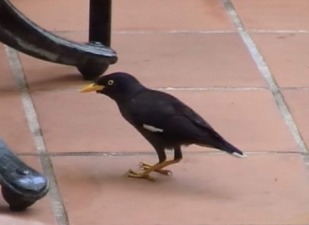 Javan Myna - ML612819805