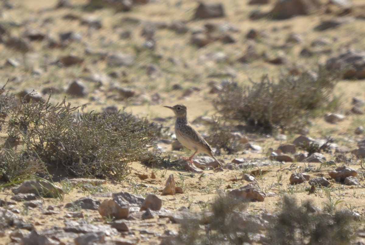 Dupont's Lark - Valentin  motteau