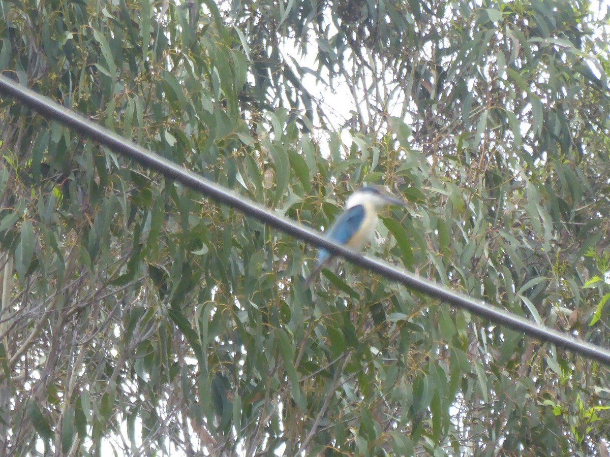 Sacred Kingfisher - ML612819844