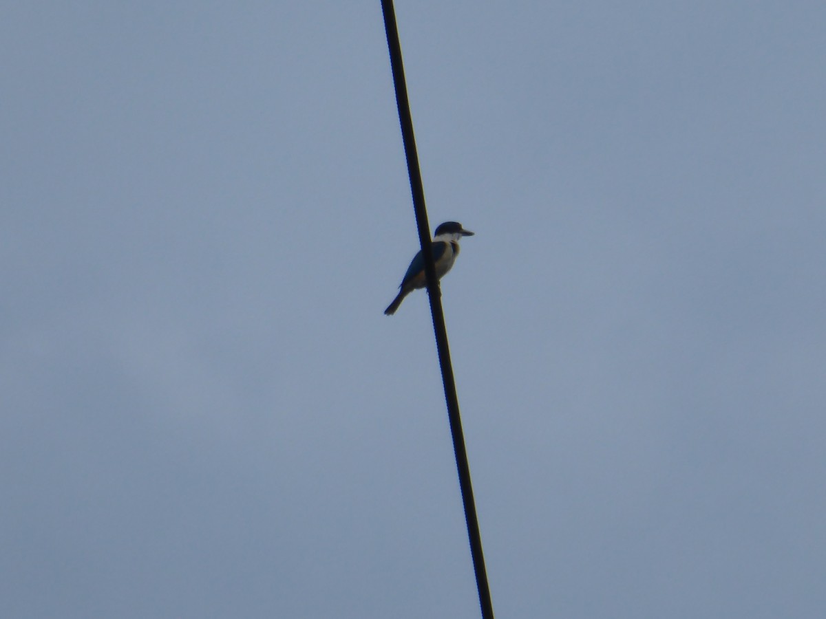 Sacred Kingfisher - ML612819845