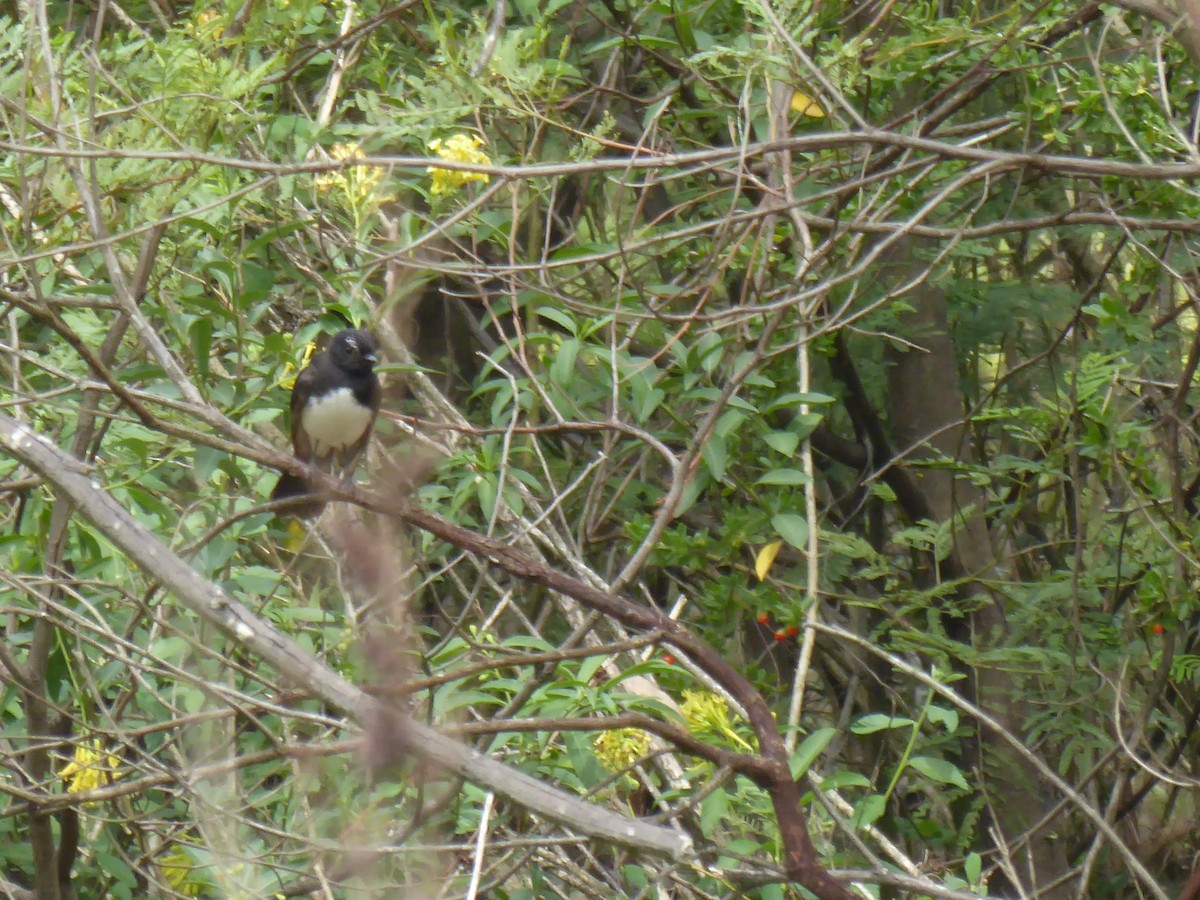 Willie-wagtail - ML612819881