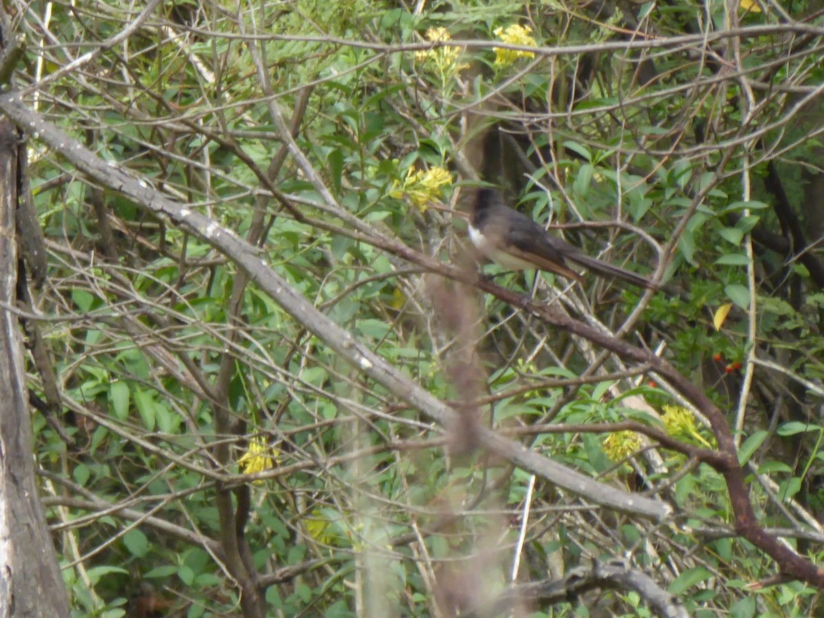 Abanico Lavandera - ML612819883