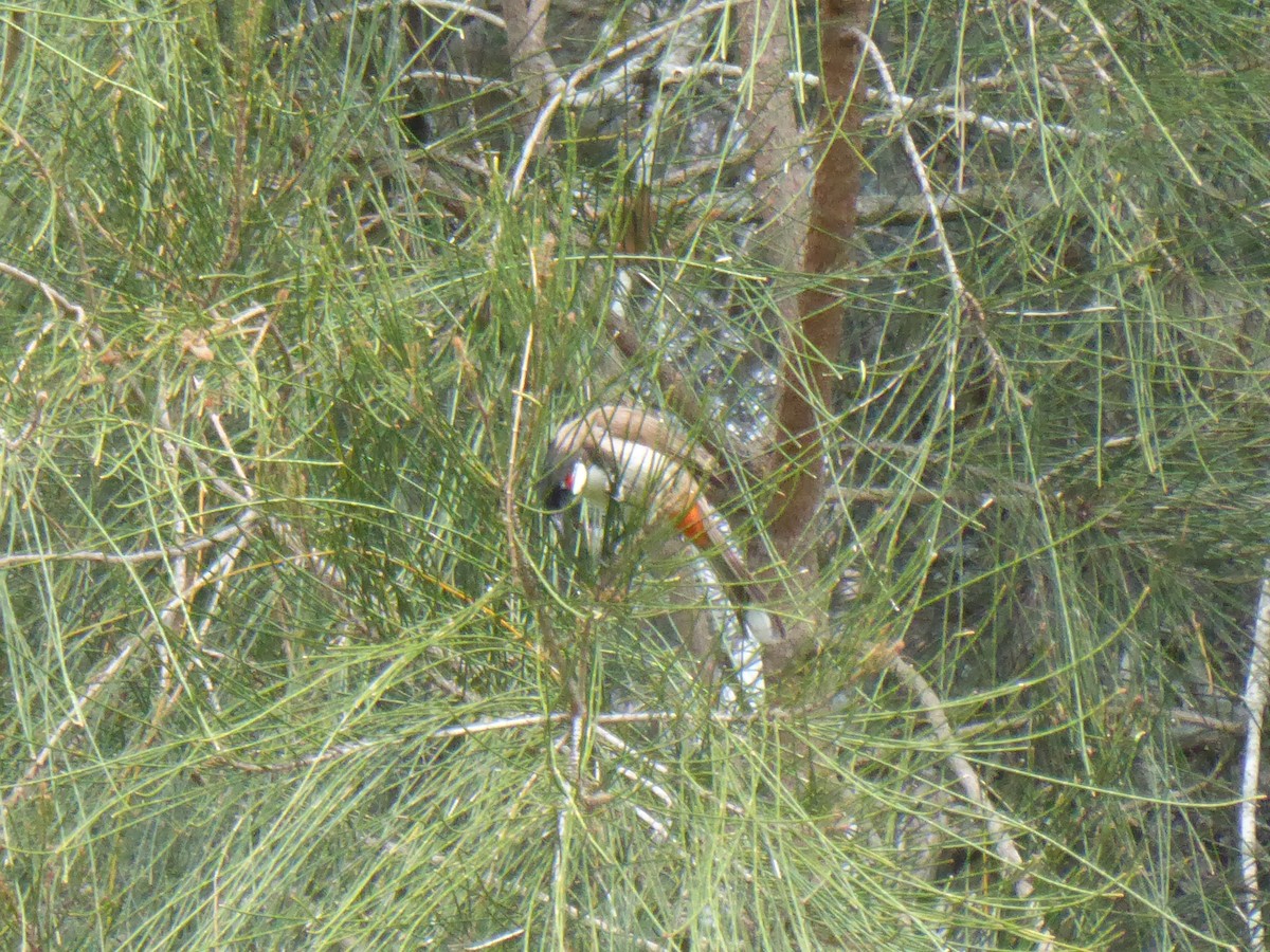 Red-whiskered Bulbul - ML612819887