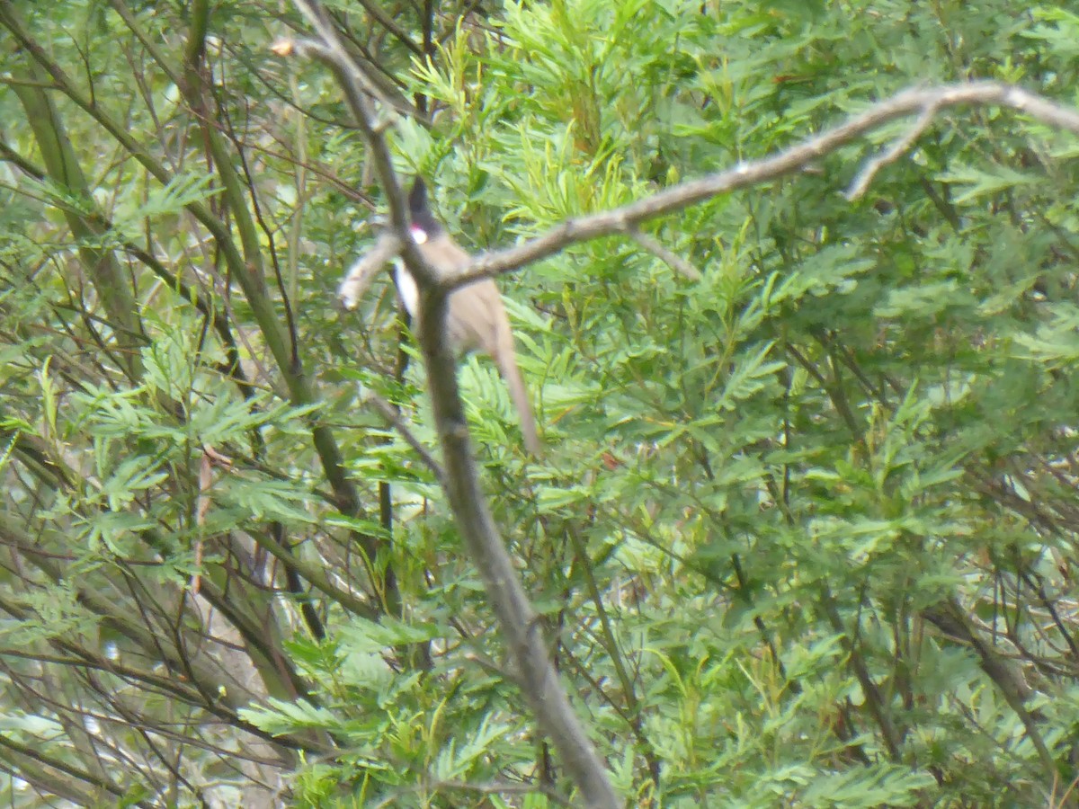 Red-whiskered Bulbul - ML612819888