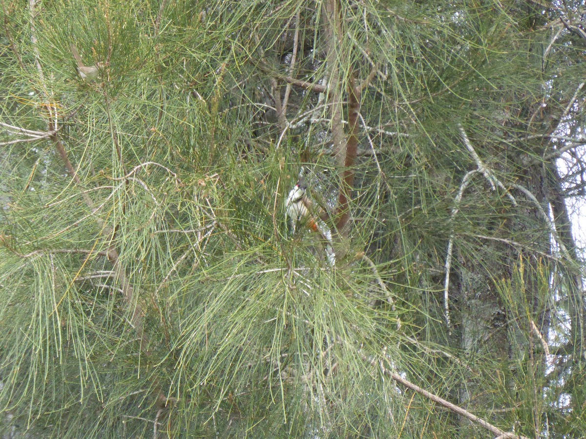 Red-whiskered Bulbul - ML612819889