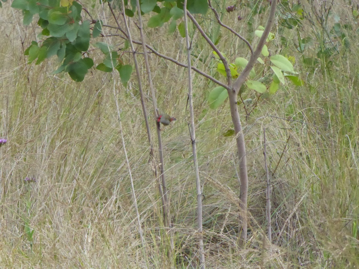 Red-browed Firetail - ML612819890