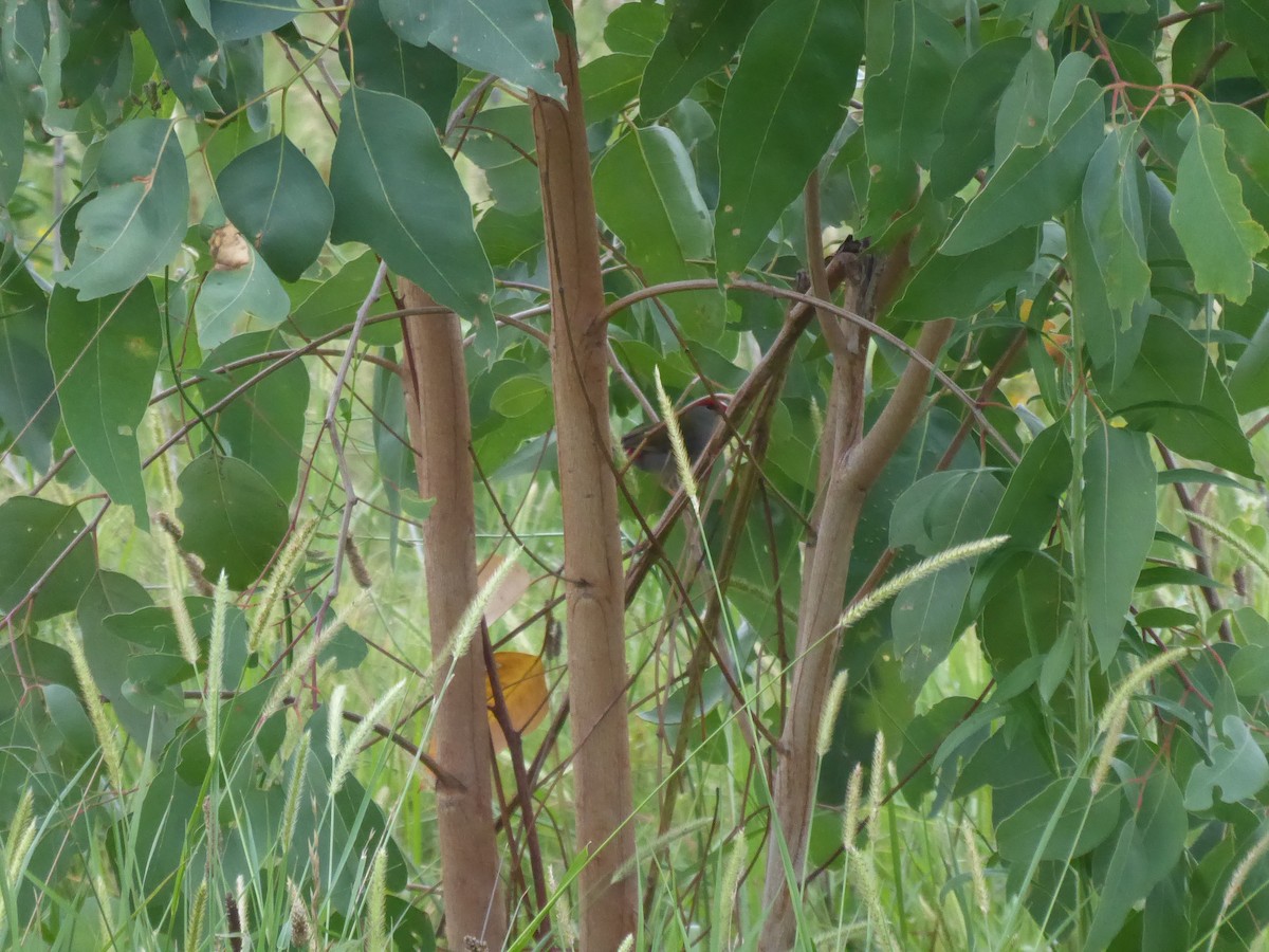 Red-browed Firetail - ML612819891