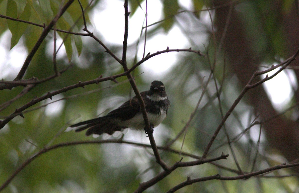 Gray Fantail - ML612819979