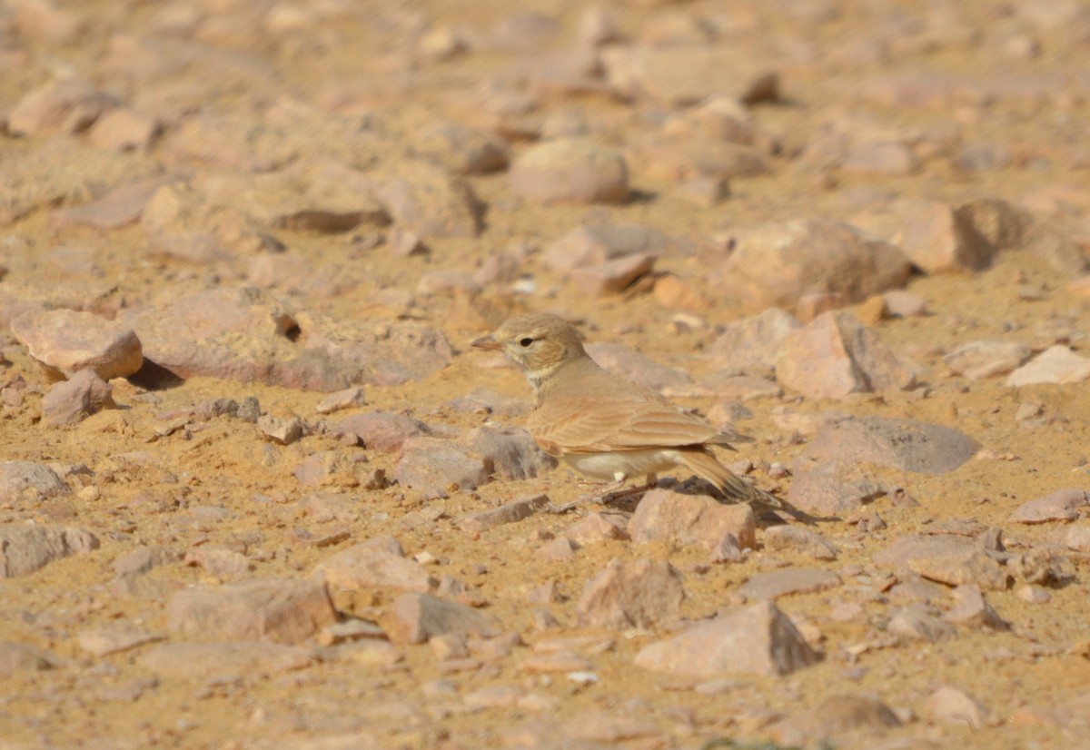 Bar-tailed Lark - ML612819980