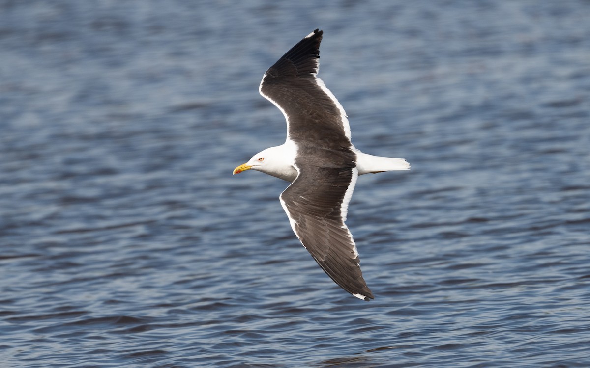Lesser Black-backed Gull (fuscus) - ML612819999