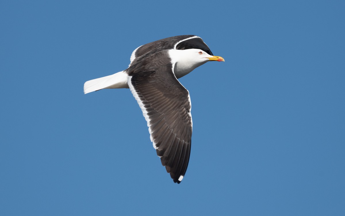 Gaviota Sombría (fuscus) - ML612820001