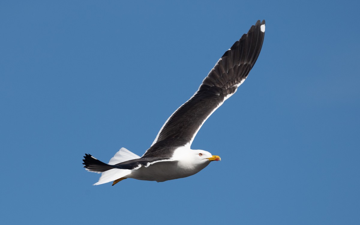 Lesser Black-backed Gull (fuscus) - Emmanuel Naudot