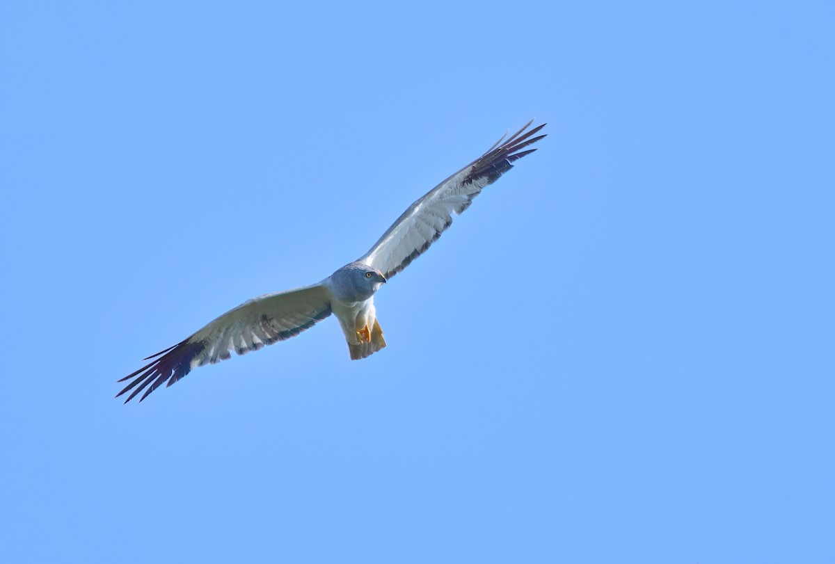 Hen Harrier - ML612820023