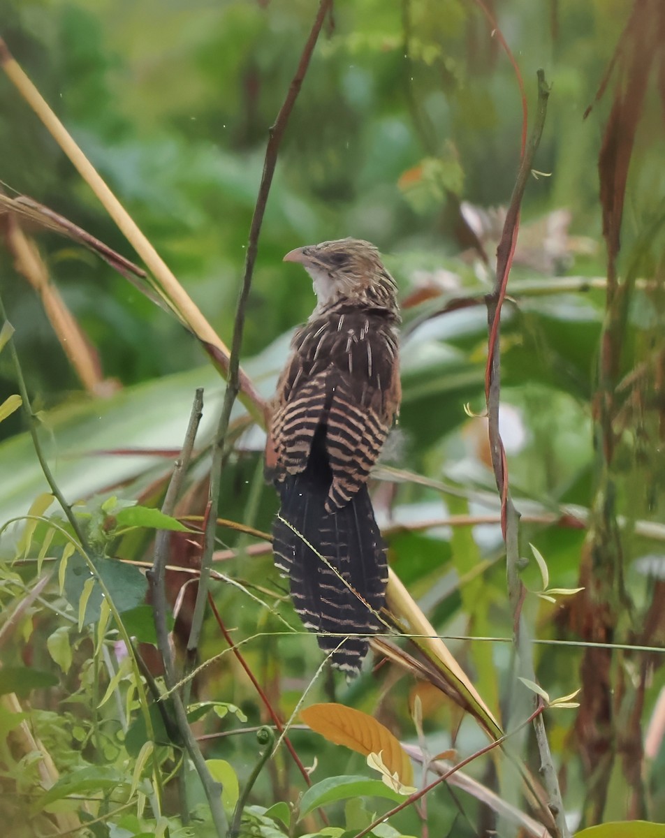 Lesser Coucal - ML612820048