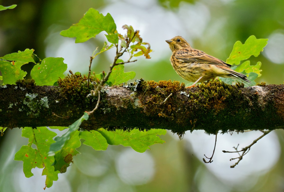 Yellowhammer - ML612820077