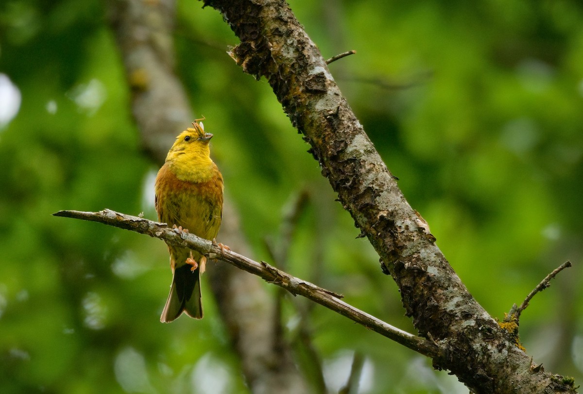 Yellowhammer - ML612820078