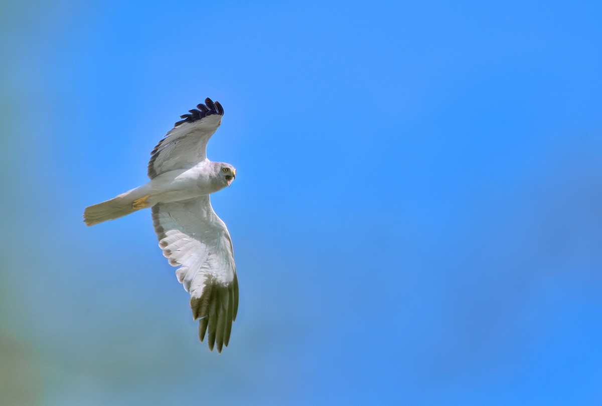 Hen Harrier - ML612820203