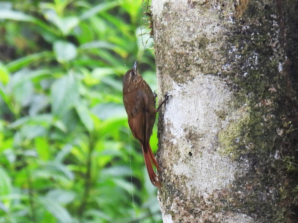 Wedge-billed Woodcreeper (pectoralis Group) - ML612820215