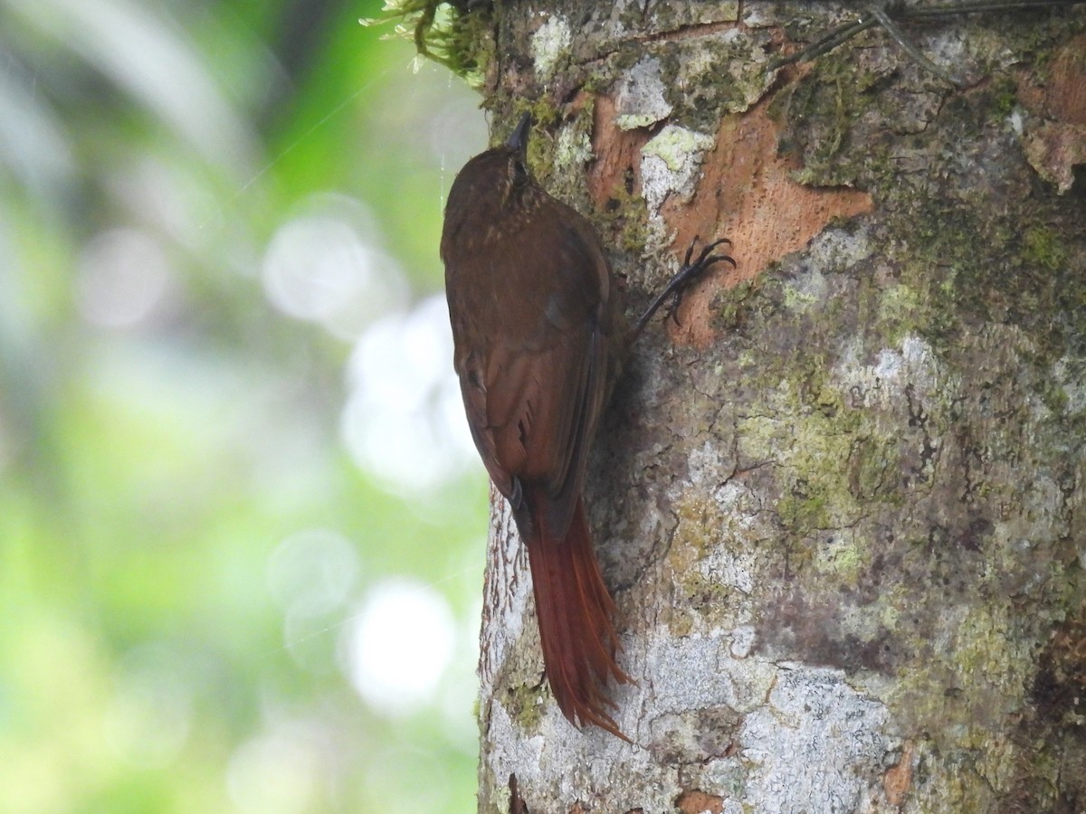 Wedge-billed Woodcreeper (pectoralis Group) - ML612820219