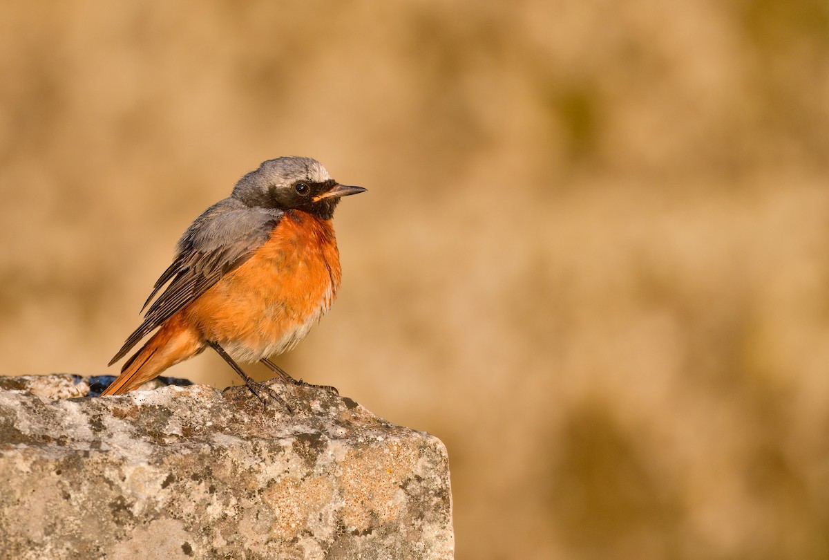 Common Redstart (Common) - ML612820252