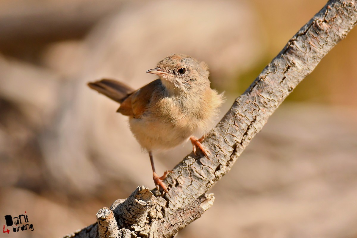 Spectacled Warbler - ML612820352