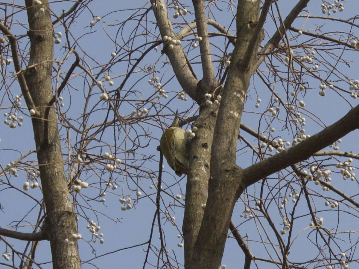 Gray-headed Woodpecker - ML612820360