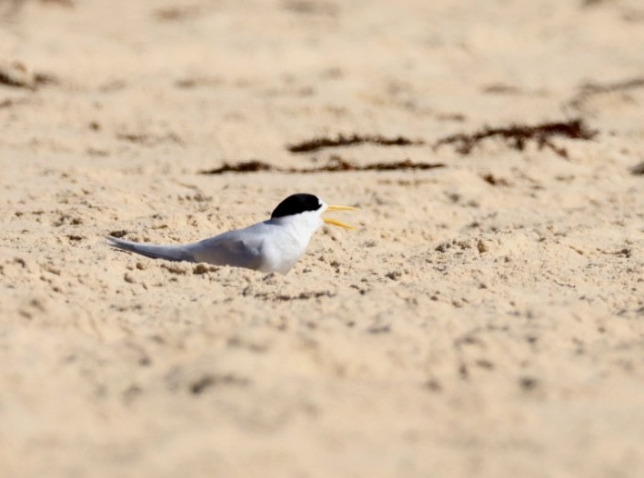 Australian Fairy Tern - ML612820471