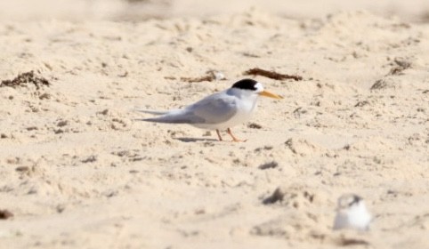 Australian Fairy Tern - ML612820473