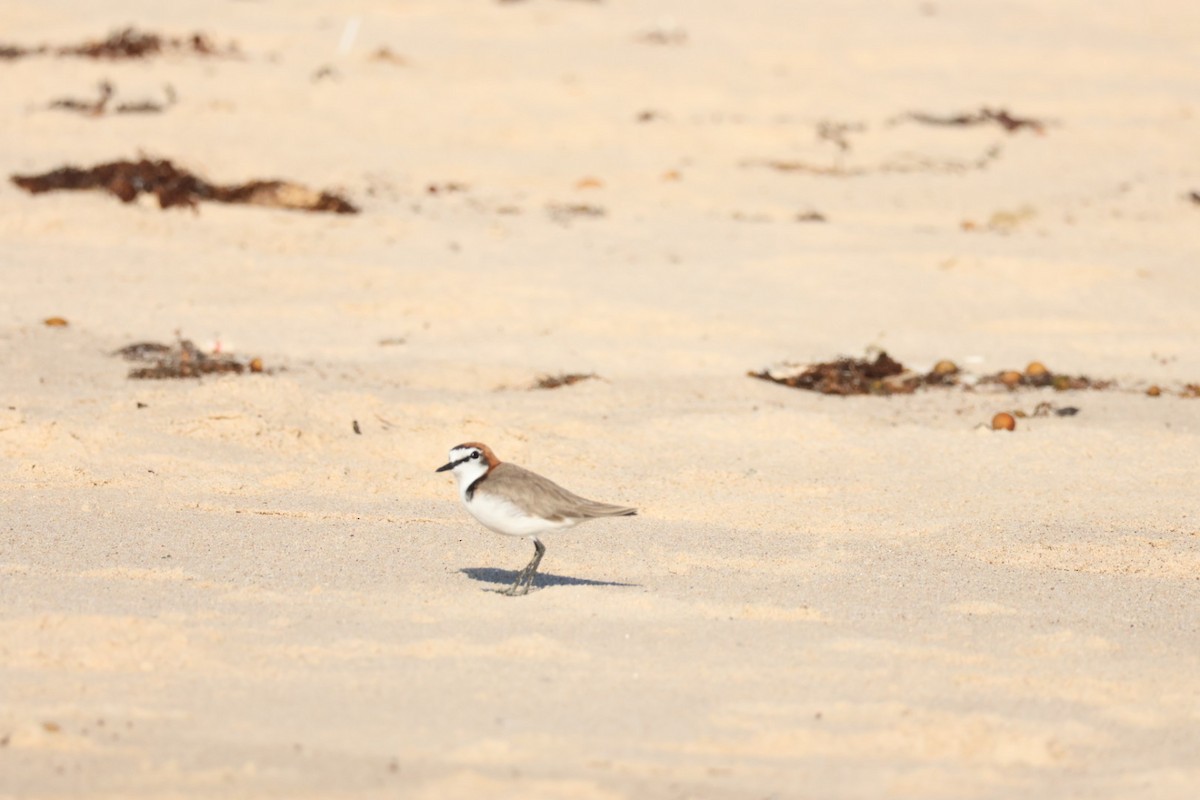 Red-capped Plover - ML612820490