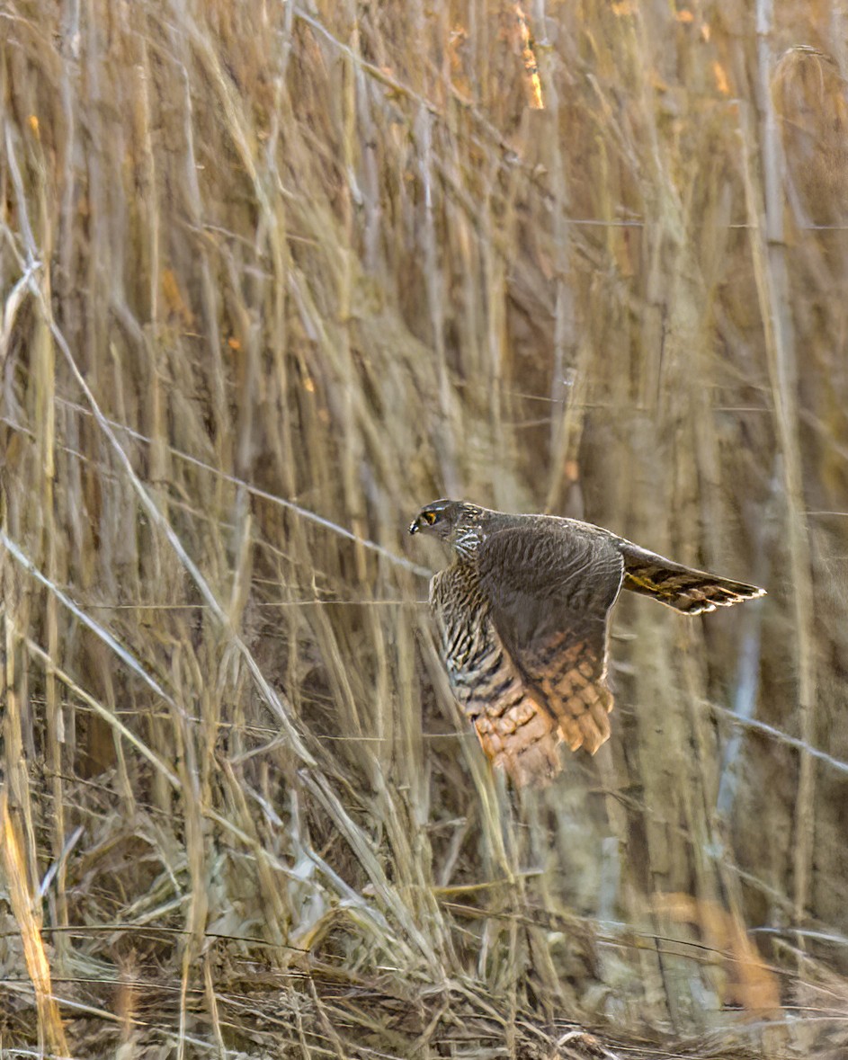 Морин харцага - ML612820492