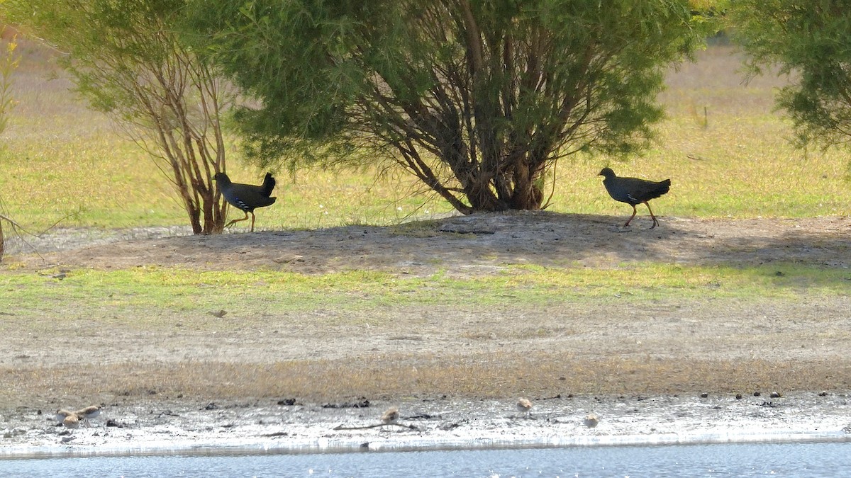 Black-tailed Nativehen - Elaine Rose