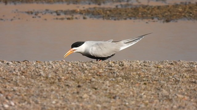 Black-bellied Tern - ML612820610