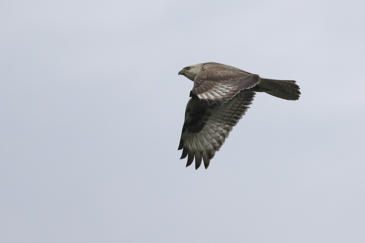 Upland Buzzard - ML612820612