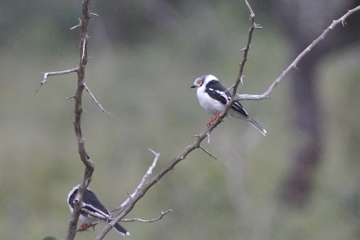 White Helmetshrike (Yellow-eyed) - Charles Morano