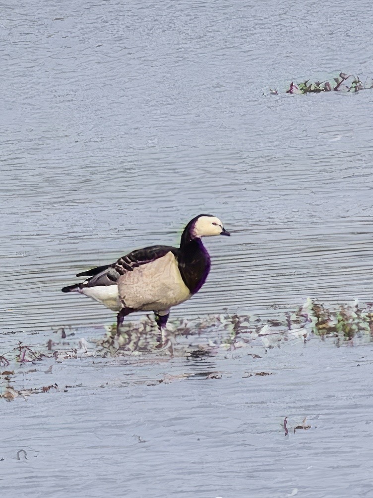 Barnacle Goose - ML612820638