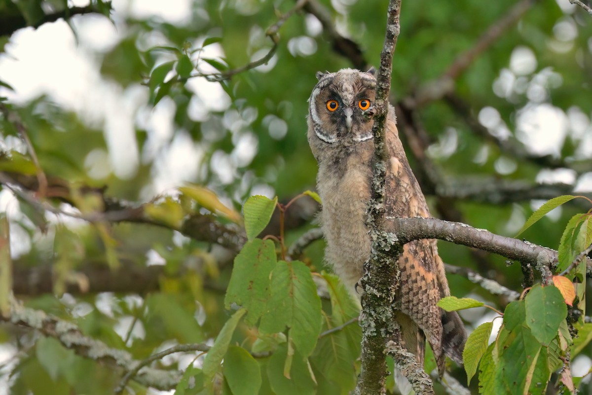 Long-eared Owl - ML612820658