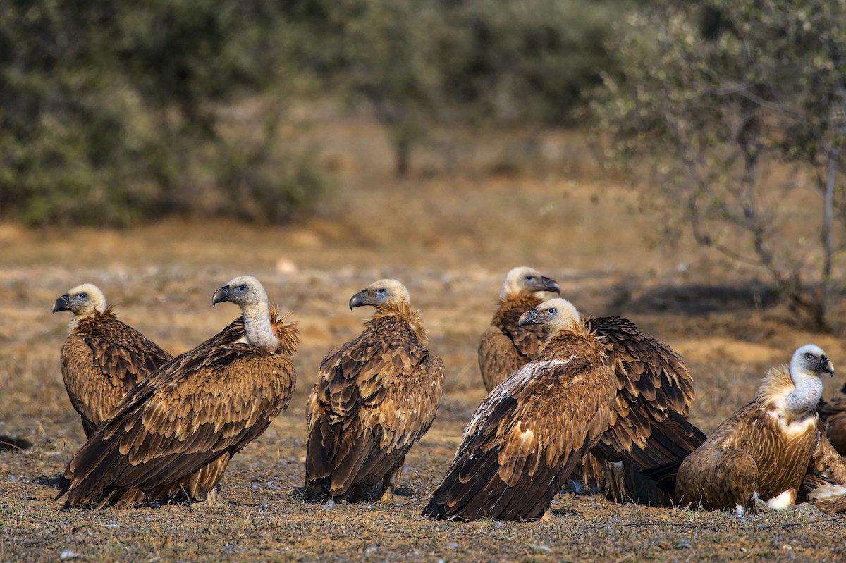 Eurasian Griffon - ML612820770