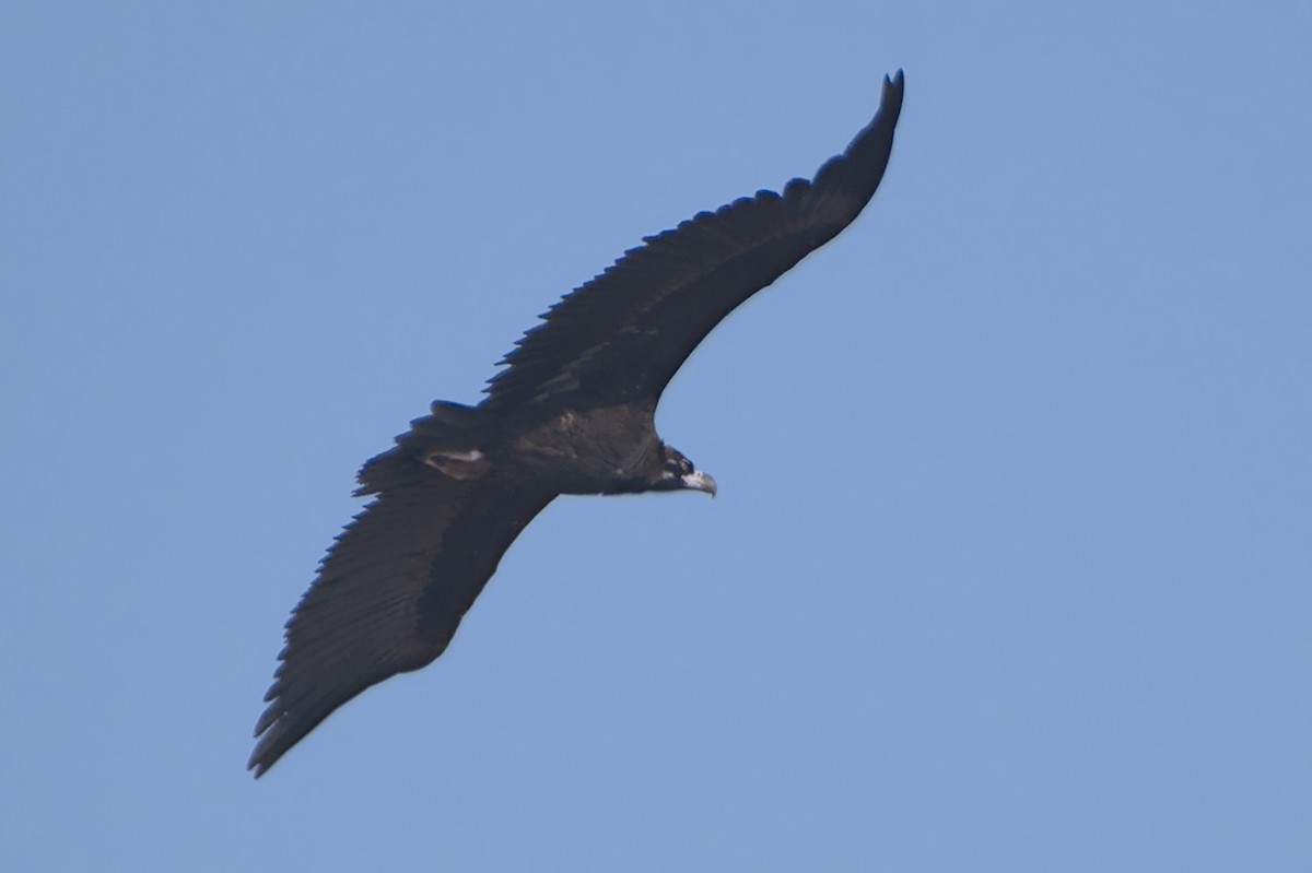 Cinereous Vulture - ML612820795