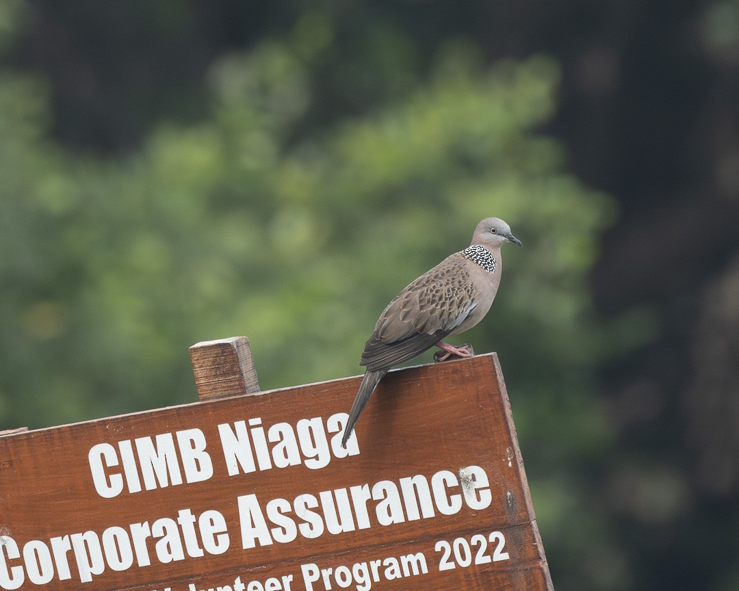 Spotted Dove - ML612820818