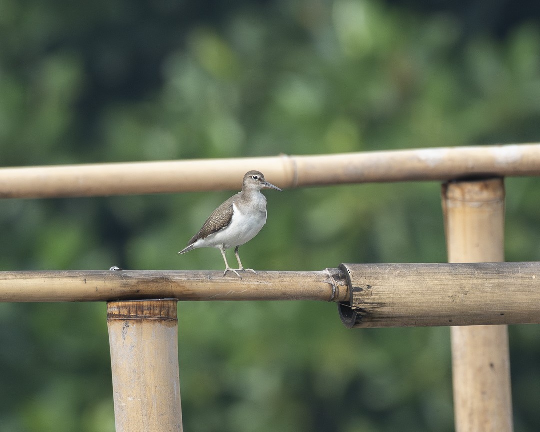 Common Sandpiper - ML612820823